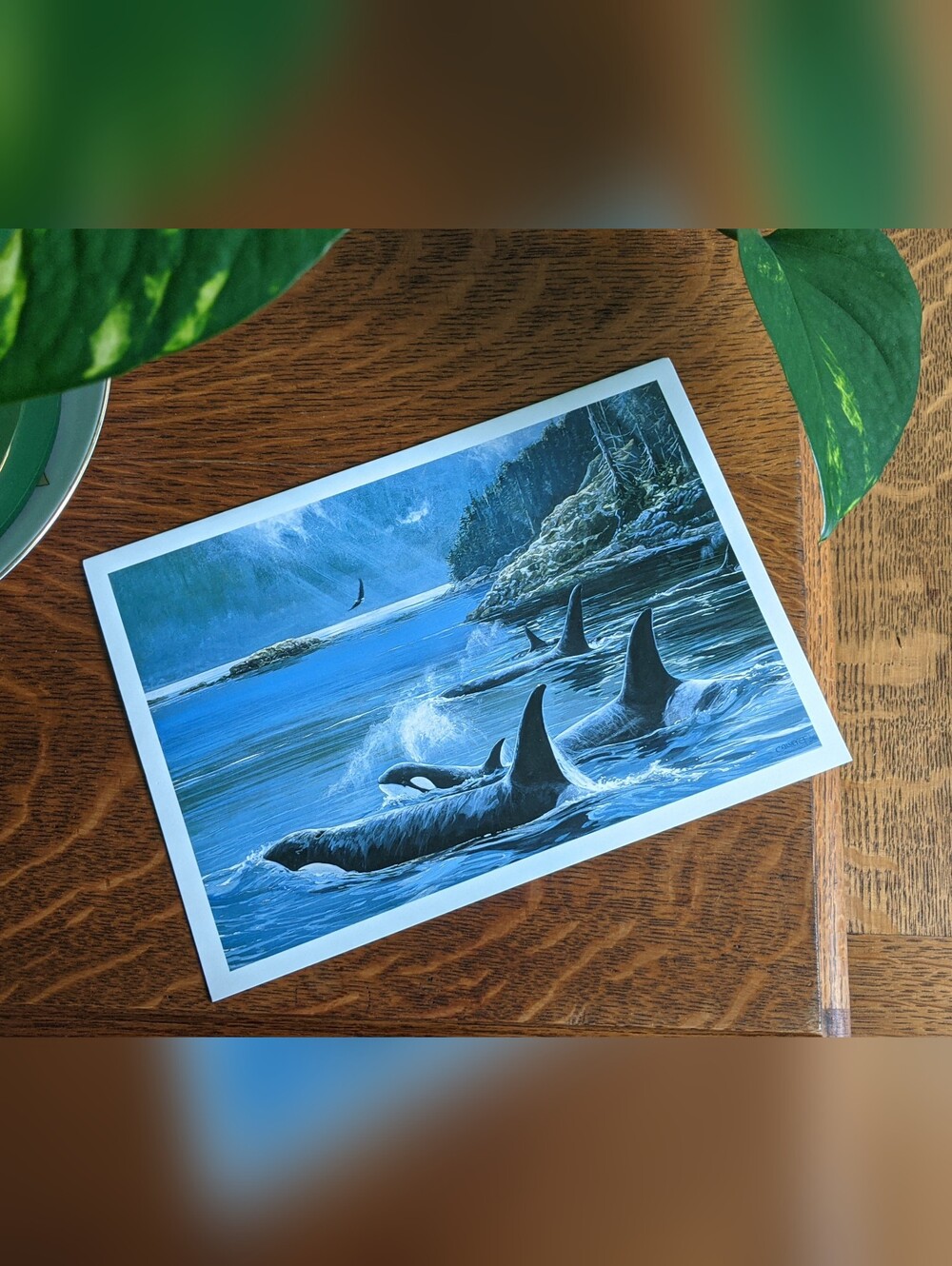 Orca "Killer Whales" Lissa Calvert (Canadian) Frameable Vintage Art Card 9"X6"